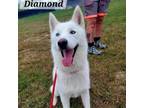 Adopt Diamond JuM a Siberian Husky
