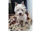 Adopt Lady a West Highland White Terrier / Westie