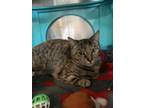 Adopt Peanut Butter a Domestic Short Hair, Tabby