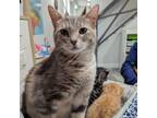 Adopt Abigail a Domestic Short Hair