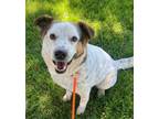 Adopt Milbrae a Australian Cattle Dog / Blue Heeler