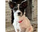 Adopt Mazie a Shih Tzu