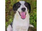 Adopt Sassy 24-04-099 a Border Collie