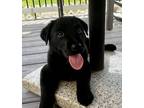 Adopt Violet - Hollis pups a Labrador Retriever, Golden Retriever