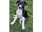 Adopt Mays a Great Pyrenees, Australian Shepherd