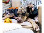 Adopt * Freckles -- PENDING a Catahoula Leopard Dog, Pointer