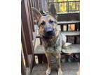 Adopt Kiah a German Shepherd Dog