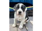 Adopt Piper a American Bully, Mixed Breed
