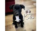 Adopt Koko Yoscelin a Pit Bull Terrier, Labrador Retriever