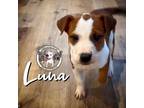 Adopt Luna Yoscelin a Pit Bull Terrier, Labrador Retriever