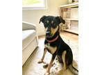 Adopt Sunny a Terrier