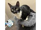 Adopt Lucie Butts a Domestic Short Hair