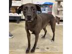 Adopt Latte a Labrador Retriever, Hound