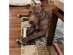 Adopt Azalea a Pit Bull Terrier