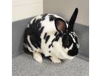 Adopt Zara a Mini Rex