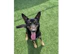 Adopt Gypsy a German Shepherd Dog