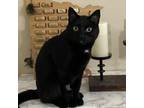 Adopt Miss Luna Lady a Domestic Short Hair