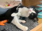 Adopt Ms biscuits a Domestic Short Hair