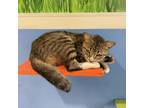 Adopt Sylvie a Domestic Short Hair