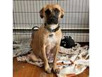 Adopt NY Joyce (foster in Pawling) a Mountain Cur, Terrier