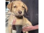 Adopt NY Mellow May 11 (Camp Herrlich) a Labrador Retriever