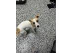 Adopt Chloe a Parson Russell Terrier, Mixed Breed