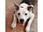 Adopt Meadow Marie a Mixed Breed