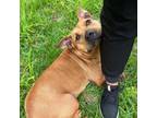 Adopt Nutmeg 30 Horry a Mixed Breed