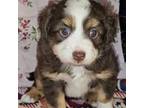 Miniature Australian Shepherd Puppy for sale in Florence, SC, USA