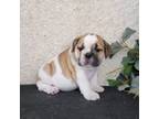 Bulldog Puppy for sale in Fredericksburg, OH, USA