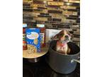Adopt Macaroni a Australian Cattle Dog / Blue Heeler