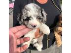 Goldendoodle Puppy for sale in Redford, MI, USA