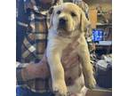 Labrador Retriever Puppy for sale in Johnston, IA, USA