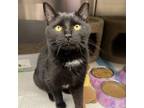 Adopt Fiona a American Shorthair