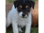 Parson Russell Terrier Puppy for sale in Riverside, CA, USA