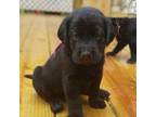Labrador Retriever Puppy for sale in Newfield, NJ, USA