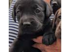 Labrador Retriever Puppy for sale in Newfield, NJ, USA