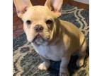 French Bulldog Puppy for sale in Hamilton, NC, USA