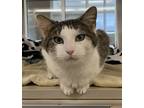 Adopt Candy a Domestic Short Hair