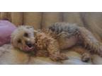 Adopt Passion #9087 a Yorkshire Terrier