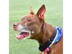 Adopt Vapor a Pit Bull Terrier, Mixed Breed