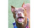 Adopt Vapor a Pit Bull Terrier, Mixed Breed