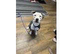 Adopt Calypso aka Cali a American Staffordshire Terrier, Mixed Breed