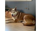 Adopt Faye a Husky