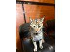 Adopt Belle a Domestic Short Hair