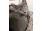 Adopt Bluebell a Extra-Toes Cat / Hemingway Polydactyl