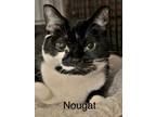 Adopt Nougat a Domestic Short Hair