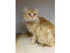 Adopt T538 a Domestic Long Hair