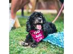 Adopt Maddie a Cocker Spaniel