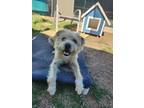 Adopt Inosuke a Border Terrier